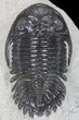 Hollardops Trilobite Fossil #66903-1
